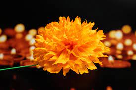 Cempasuchil: A Vibrant Mexican Marigold